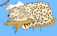 leopar.jpg