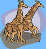okapi.jpg