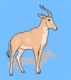 antilop.jpg